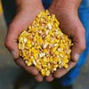 corn in hands