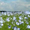 flax blooming