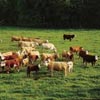 cattle feeding in pasture