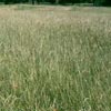 field of perennial ryegrass