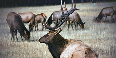elk in field
