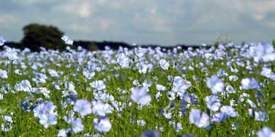 flax in bloom