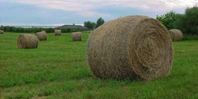 forage bales in field