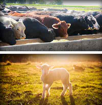 hereford cows and lamb