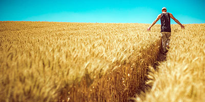 man in wheat field