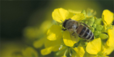 bee on canola flowers