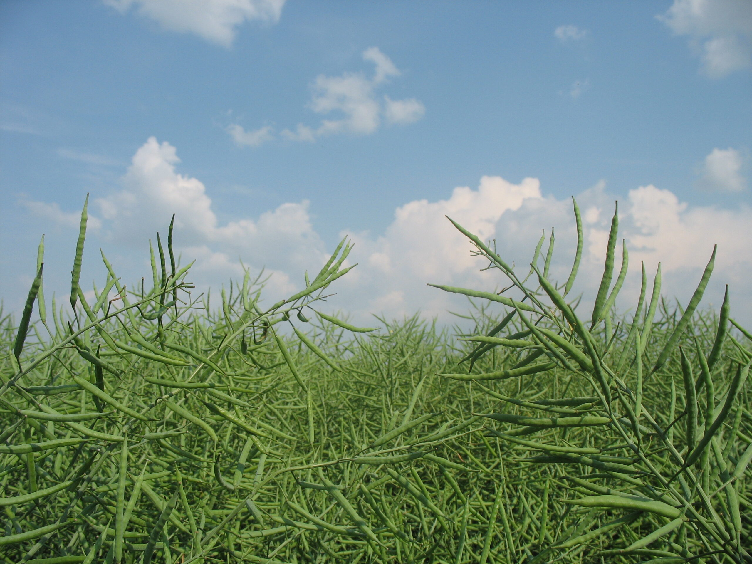 Green canola seed pods growing in a field under a partly cloudy sky.