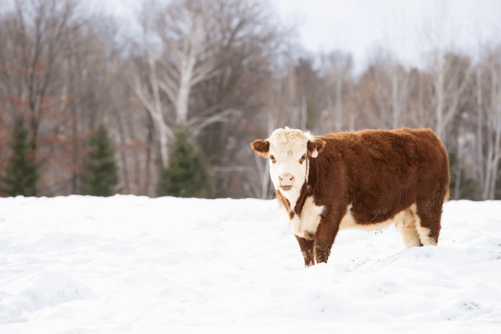 Brown and white calf standing in a snowy field with bare trees and evergreens in the background.