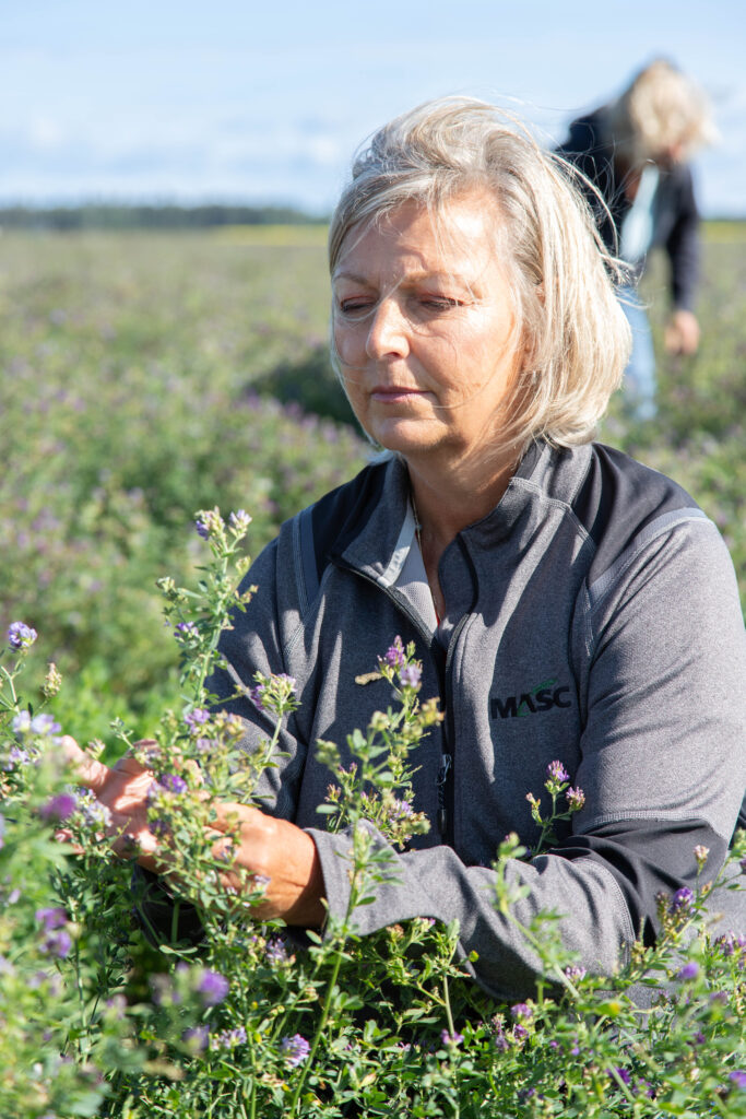 MASC staff wearing a grey MASC jacket kneeling among alfalfa, inspecting the crop.