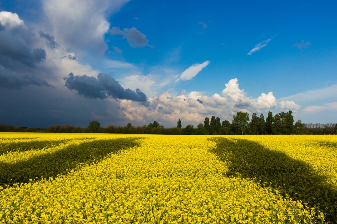 Expansive canola field with vibrant yellow flowers under a dramatic sky with dark and light clouds.