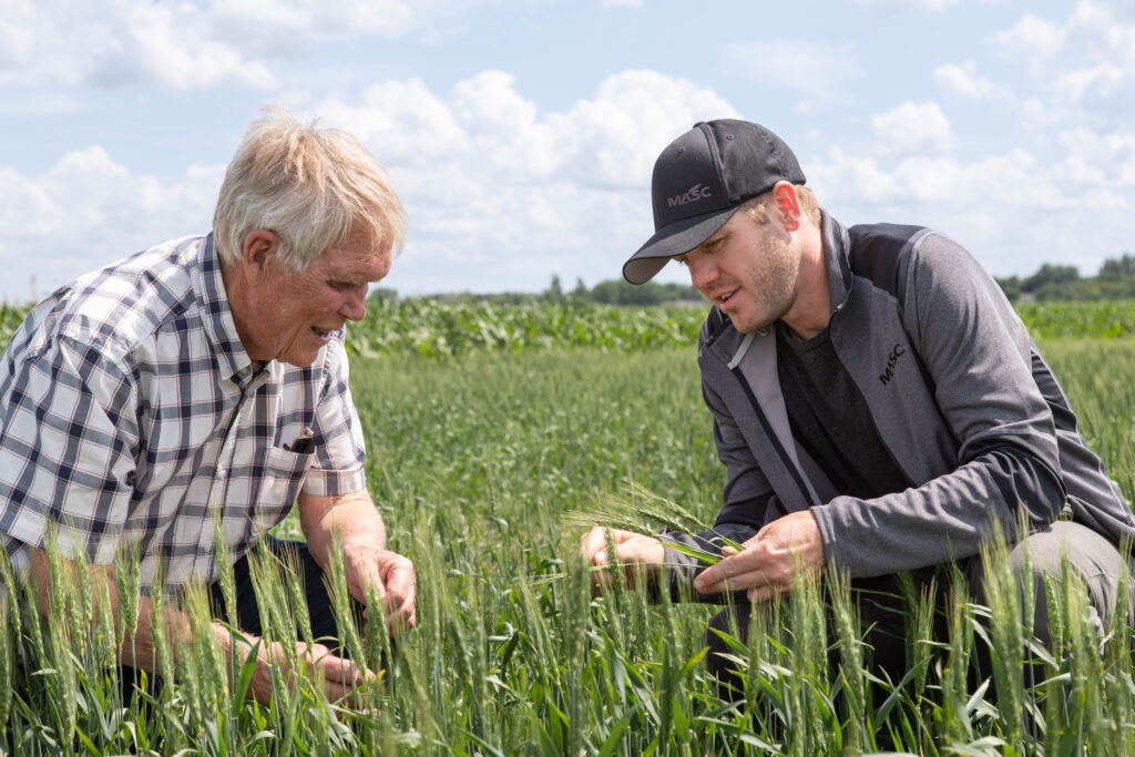 Two MASC staff kneeling in a green wheat field closely examining crop heads under a partly cloudy sky.
