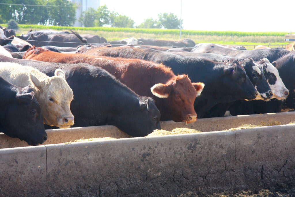 Group of cattle feeding from a trough in an outdoor feedlot, with green fields and silos visible in the background.
